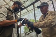 BKSDA-DSLNG konsisten periksa kesehatan maleo di penangkaran