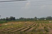 Daya beli petani Lampung naik dikerek harga kopi dan kakao