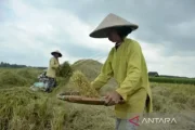 Sumsel Optimistis produksi padi naik meski El Nino menguat