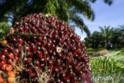 Harga TBS kelapa sawit petani Riau naik, hampir Rp4.000 per kilogram