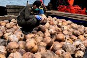 Karantina Kepri: Benih kelapa Natuna diminati untuk perkebunan