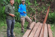 Balai Besar Taman Nasional Lore Lindu amankan kayu hasil pembalakan liar di Sigi