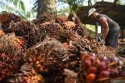CPO downstreaming key to boosting Indonesia's exports: minister