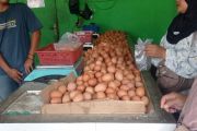 Info, harga telur di tingkat pengecer di Lebak turun