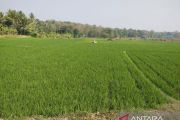 DP3 Sleman belum terima laporan lahan pertanian terdampak kekeringan