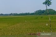 Distan Cilacap prediksi puncak panen padi pada Agustus mencapai 24.000 ha