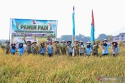 TNI AU panen 17,5 ton gabah untuk perkuat ketahanan pangan