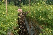 Musim kemarau, petani cabai di Lebak meraup keuntungan