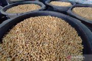 Harga kedelai impor di Kudus alami penurunan meski nilai tukar rupiah tinggi
