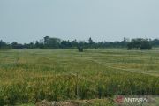 1.084 hektare tanaman padi di Demak berpotensi puso