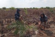 Marak karhutla di Kotim, orang utan selamatkan diri ke kebun warga