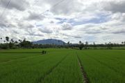 Luas tambah tanam Lampung hingga Juli capai 439.660 Ha