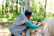 Sebanyak 13 ribu ekor sapi di Sulteng terima vaksin penyakit mulut dan kuku