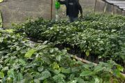 Menjemput kembali kejayaan "Emas Hitam" kopi Tombo Batang