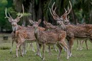 Kilang Plaju Pertamina komitmen lestarikan Rusa Sambar hingga Mangrove