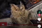 Polisi mengamankan tiga pria terkait pembakaran burung hantu di NTT