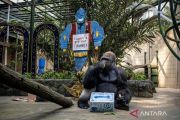 Margasatwa Ragunan tampilkan atraksi beri pakan gorila pada HUT 81 RI