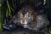 Harimau Sumatra masuk kandang jebak di Agam