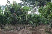 Disbun Lampung catat produksi kakao capai 49.109 ton