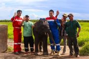 Kilang Plaju dukung pelestarian gajah Sumatera di SM Padang Sugihan