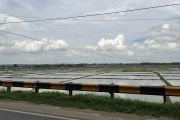 BRMP Lampung sebut empat daerah miliki lahan rawa sangga produksi saat kemarau