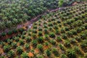 BRIN sebut Indonesia bisa jadi produsen biogas sawit dunia