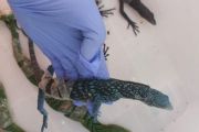 Forestry Ministry stops lizard smuggling attempt at Soekarno-Hatta