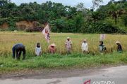 Padang Pariaman terapkan agroekologi wujudkan kedaulatan pangan&nbsp;