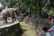 Ragunan prediksi 30 ribu pengunjung pada HUT 81 RI