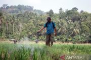 Petani Sidodadi Pesawaran minta sumur bor karena debit air sungai menurun