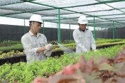 IMIP tingkatkan pembibitan untuk ruang terbuka hijau 1.937 Ha