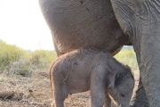 Kemenhut umumkan kelahiran anak gajah