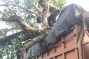 Pohon tumbang timpa truk di Desa Pematang tengah, Polisi bergerak cepat evakuasi lokasi