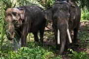 Two protected elephants relocated to E Kalimantan zoo
