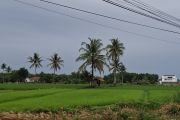 BRMP: Cetak sawah baru Lampung 1.450 ha dorong ekstensifikasi pertanian