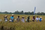 BRMP sebut panen perdana demfarm PM AAS Lampung capai 11,2 ton per hektare