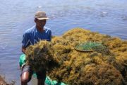 Indonesia gains US market edge as seaweed tariff drops to zero