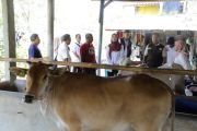 Pemprov Jabar menyebar sapi pasundan dan PO ke tiga kabupaten
