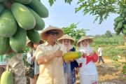 Saat Bintan memetik harapan dari ladang Kampung Kangboy