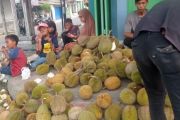 Panen durian di Lebak serap ribuan tenaga kerja