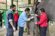 Govt expands wildlife conservation cooperation with India&rsquo;s Vantara