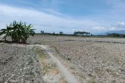 Pemkab Sigi catat puluhan hektare sawah terdampak kekeringan
