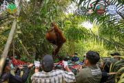 Tim gabungan BKSDA Kalbar evakuasi tiga orangutan terdampak karhutla