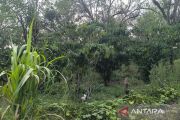 Pemkab Kepahiang usulkan tujuh varietas kopi miliki lisensi nasional