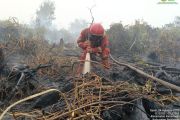 Manggala Agni catat luas kebakaran hutan dan lahan di Pelalawan Riau capai 702 hektare