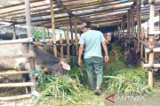 Hibah global kembangkan peternakan Dompu mulai September