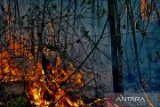 6 perusahaan diberi sanksi karena sebabkan karhutla berulang di Kalimantan