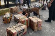 BKSDA Maluku uji coba mobile wildlife detection dog di Pelabuhan Ambon
