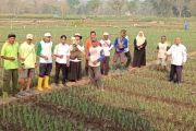 Pemkab Kulon Progo kawal penanaman bawang merah jaga produktivitas