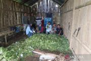 Olah Limbah Jadi Berkah, Inovasi Pupuk Kompos Dorong Kemandirian Ekonomi Kelompok Tani Sungai Tanang